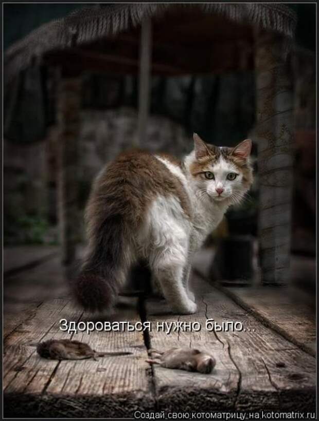 Новые котоматрицы за неделю