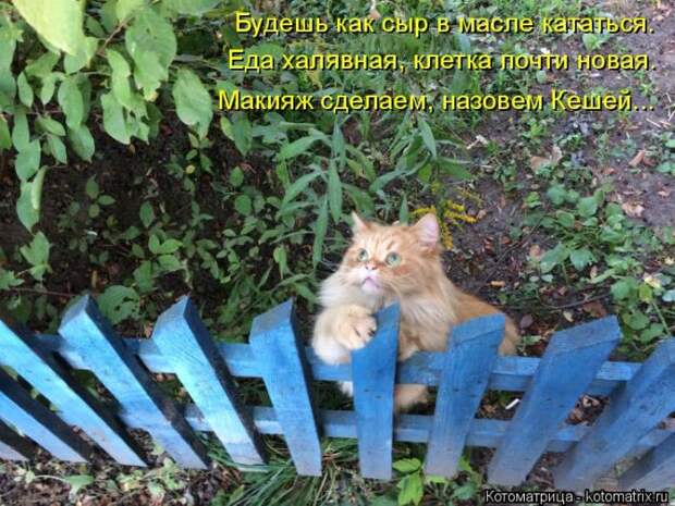 Лучшие котоматрицы недели (50 фото)