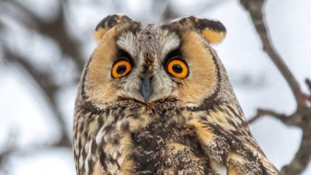 Редкую ушастую сову заметили в Москве