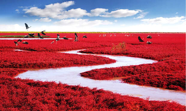 33. Красные водоросли пляжа Паньцзинь, Китай интересное, мир, фото