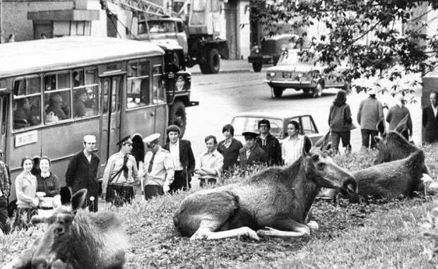 Лоси на Преображенской улице в Москве, недалеко от парка «Сокольники». 1979 год история, ретро, фотографии