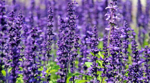 В лавандовых полях Крыма устроят вечера джаза, оперы и балета