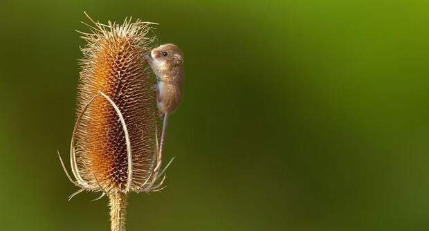 Фото милых мышат животные, красивые, мыши, факты