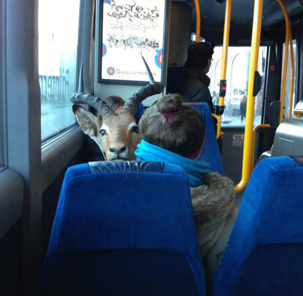 Иногда в автобусе можно увидеть представителей рогатого семейства животные, прикол, факты, юмор