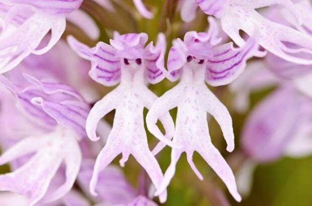 Орхидея «Голый человечек» — Orchis Italica интересное, цветы в мире, юмор