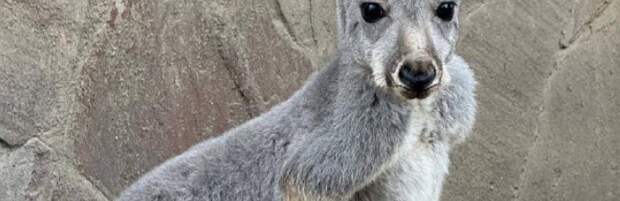 Три кенгурёнка родились в зоопарке Алматы