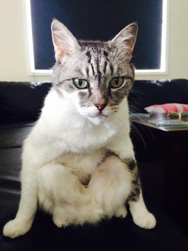 кот сидит