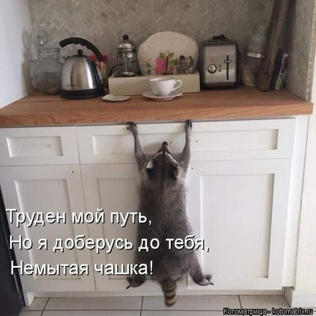 Лучшие котоматрицы недели