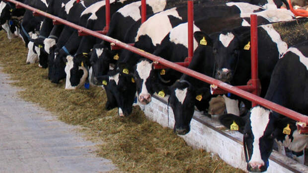 Карантин и забой скота не коснулись племзавода депутата от «Единой России»