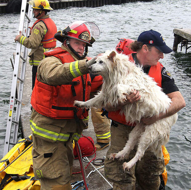 20 отважных пожарных, спасающих животных от гибели в огне