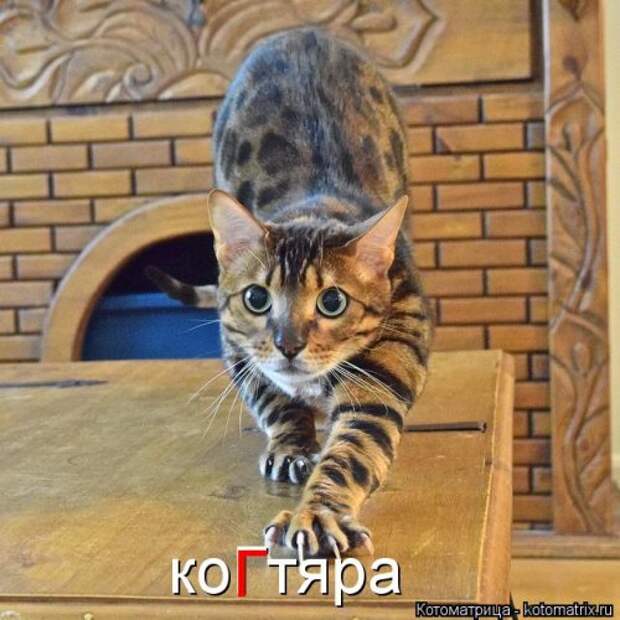 Свежая котоматрица (33 фото)