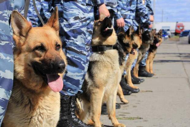 День кинолога. Как в российской полиции появились служебные собаки