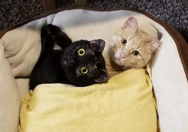 помощь кошкам коты отдыхают