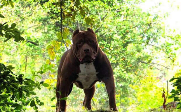 Самый крупный питбуль в мире Самый крупный питбуль в мире питбуль, халк