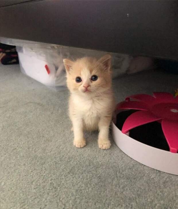 Удивленный котенок Котенок сидит