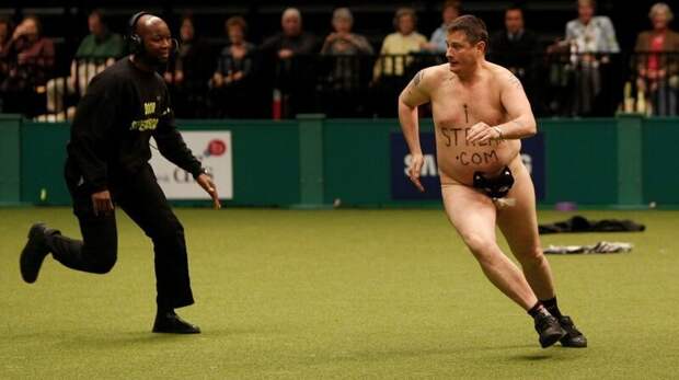 Охранник догоняет Робертса на собачьей выставке Crufts 2010 Популярность, в мире, истории, история, люди, спорт, стрикер, футбол