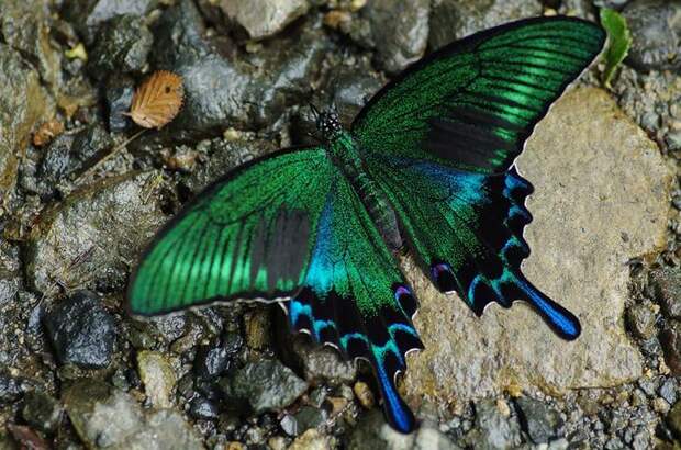 caterpillar-moth-butterfly-before-after-metamorphosis-5-2