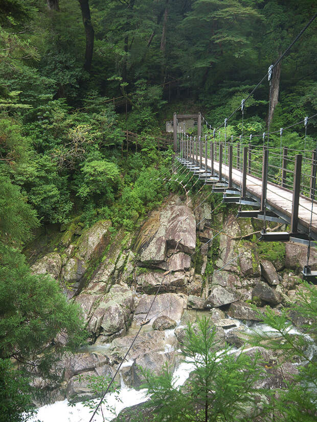 Япония, Якусима, остров, якушима, yakushima, лес, yakusugi land, кедр, мох, камни, поход, зеленый, дерево, мост, река