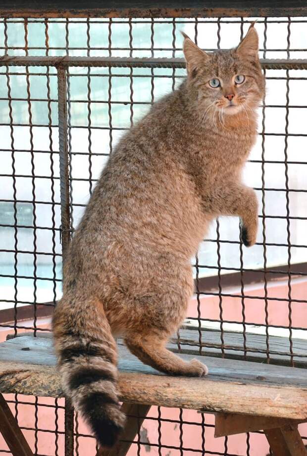 редкие дикие кошки, виды кошек, необычные кошки