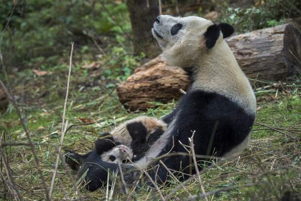 Как выращивают панд животные, медведь, панда