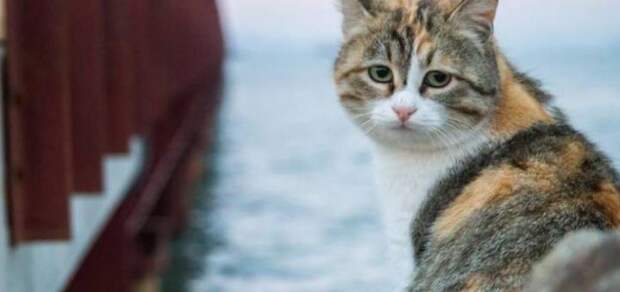 Коты Керченского моста