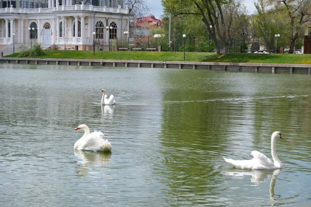 Лебеди вернулись на озеро в центре Астрахани