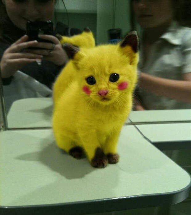 кот-пикачу