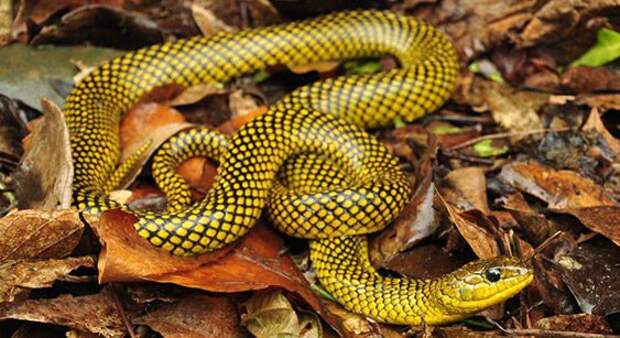 4. Золотая змея (Chrysopelea ornata). животные, золото, природа, факты