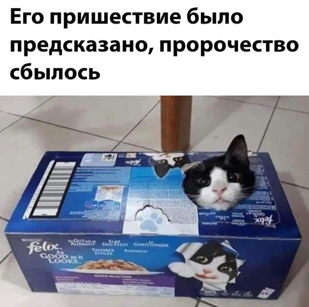 Смешные картинки вечер 6 декабря 2021 года