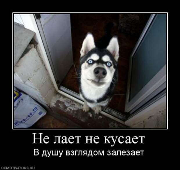 Смешные новенькие демотиваторы.