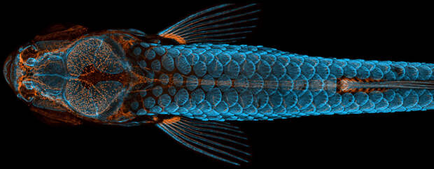 Победители конкурса микрофотографий Nikon Small World 2020
