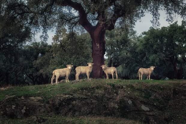 Загадочная Португалия: от портвейна к столице