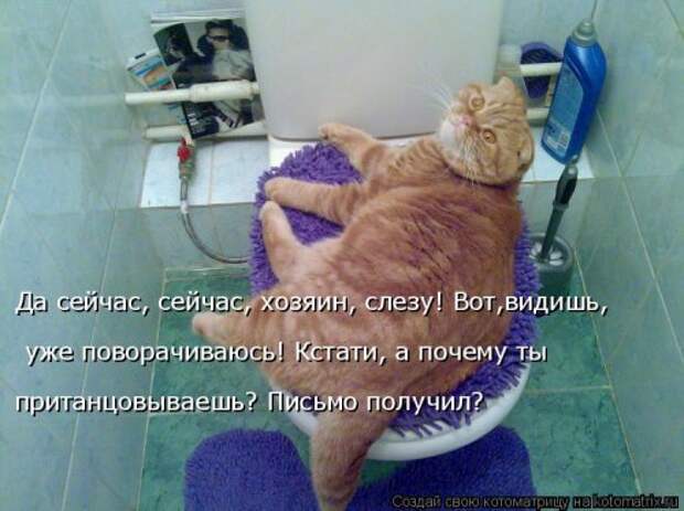 Новая котоматрица (32 фото)