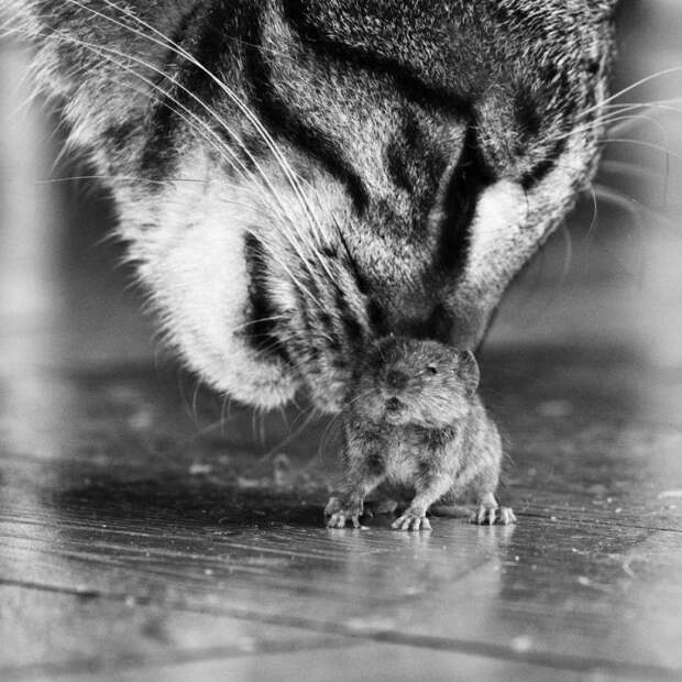 Триллер Кот и мышка