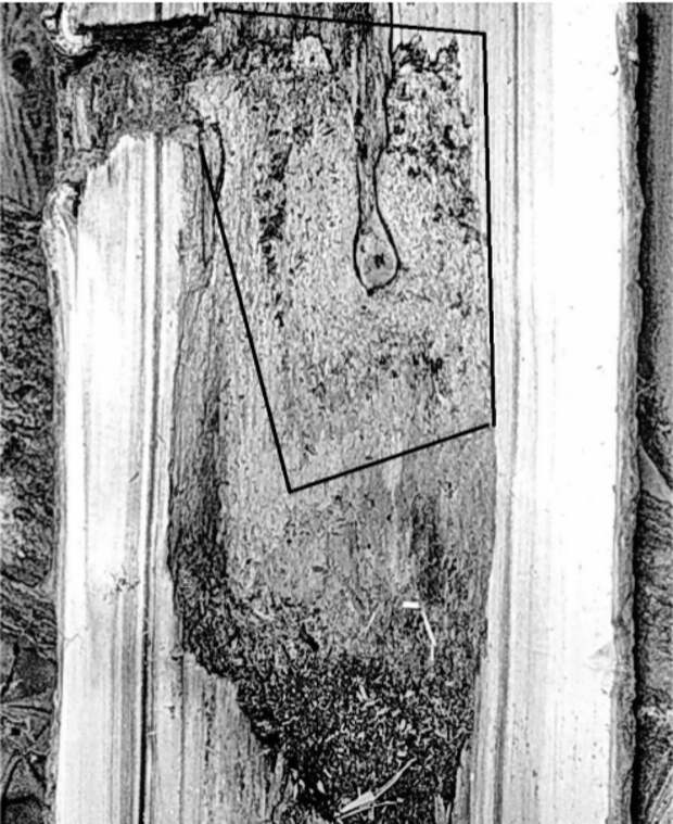 Рис. 17. Вертикальный распил через гнездовое дупло большого пёстрого дятла. Псковская область, верховья реки Псковы, 1981 год. Фото автора. 