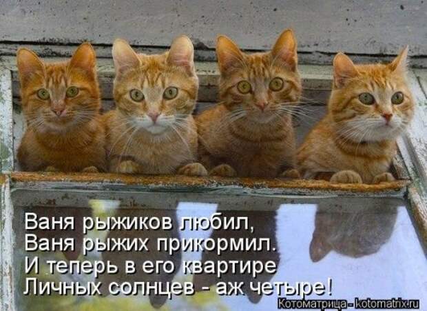 Лучшая котоматрица недели (35 фото)