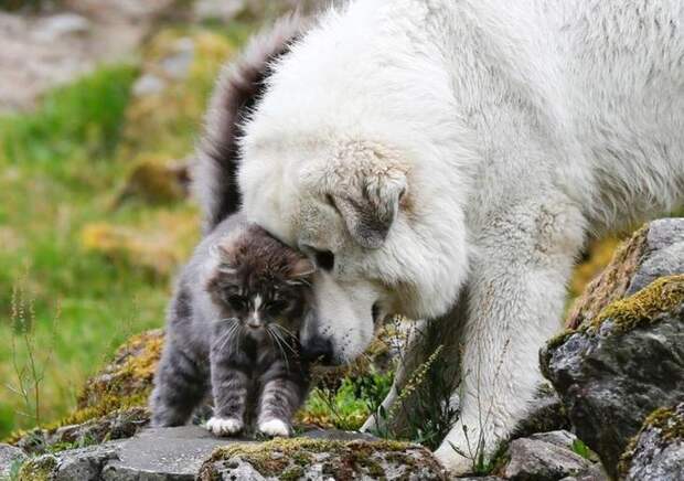 кошки и собаки друзья, кошки и собаки дружат