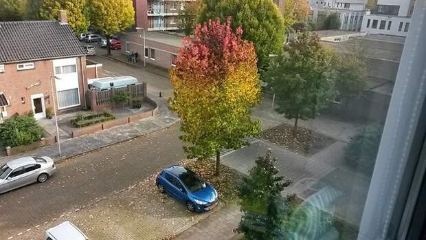 забавное дерево