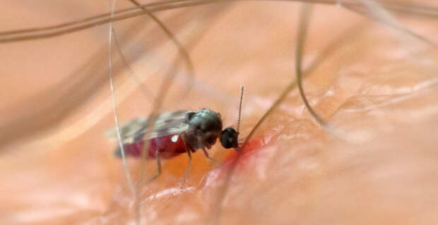Всемирное потепление расширит ареал обитания малярийных комаров