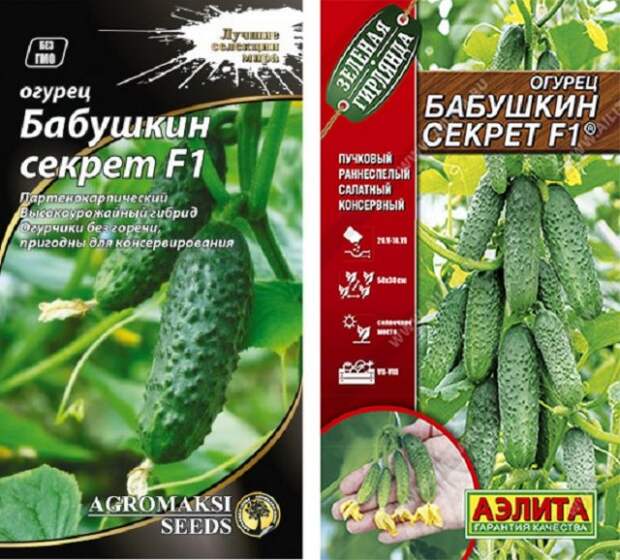 лучшие пучковые огурцы