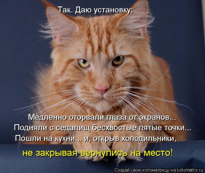 Лучшие котоматрицы недели (50 фото) Лучшие котоматрицы недели (50 фото)