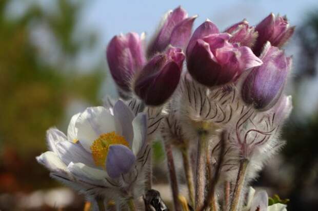 Прострел весенний (Pulsatilla vernalis)