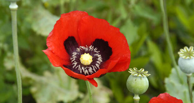 poppy flower