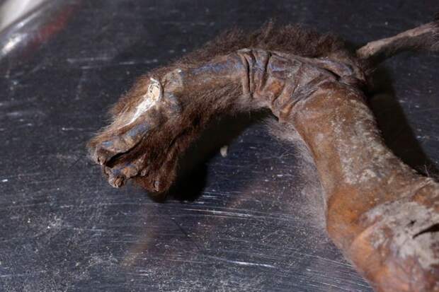 Из вечной мерзлоты Сибири выкопали щенка возрастом 12 000 лет археологи, мумия, щенок