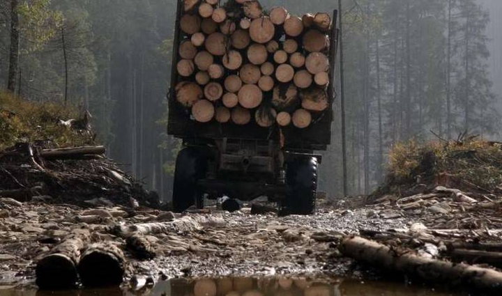 Виновата Россия: в ЕС заметили «варварскую» вырубку лесов в Белоруссии