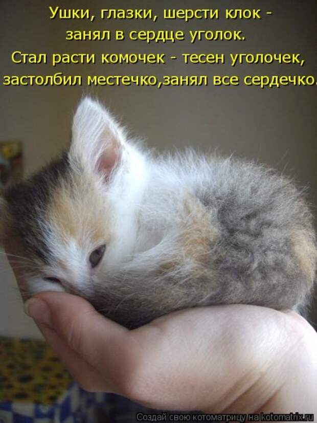 Новая котоматрица (29 фото)