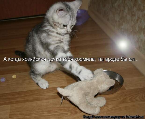 Котоматрица - А когда хозяйская дочка тебя кормила, ты вроде бы ел...