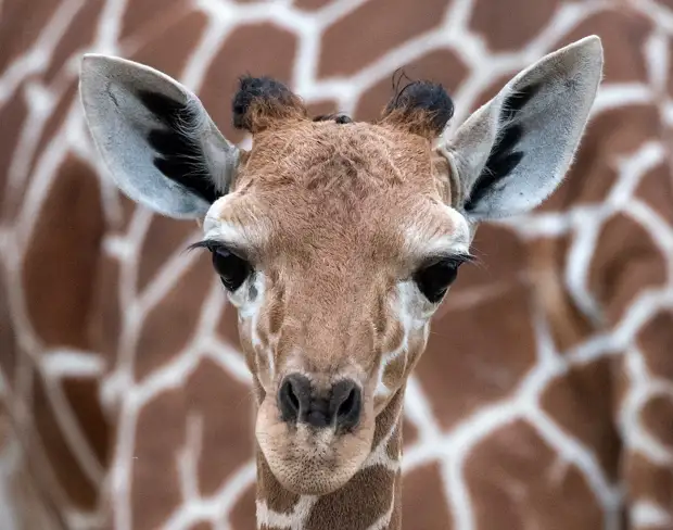 Первое фото. Маленький, только что родившийся жираф на фоне матери в зоопарке в Эрфурте, Германия. животные, жизнь, позитив, эмоции