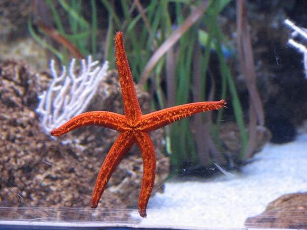 starfish
