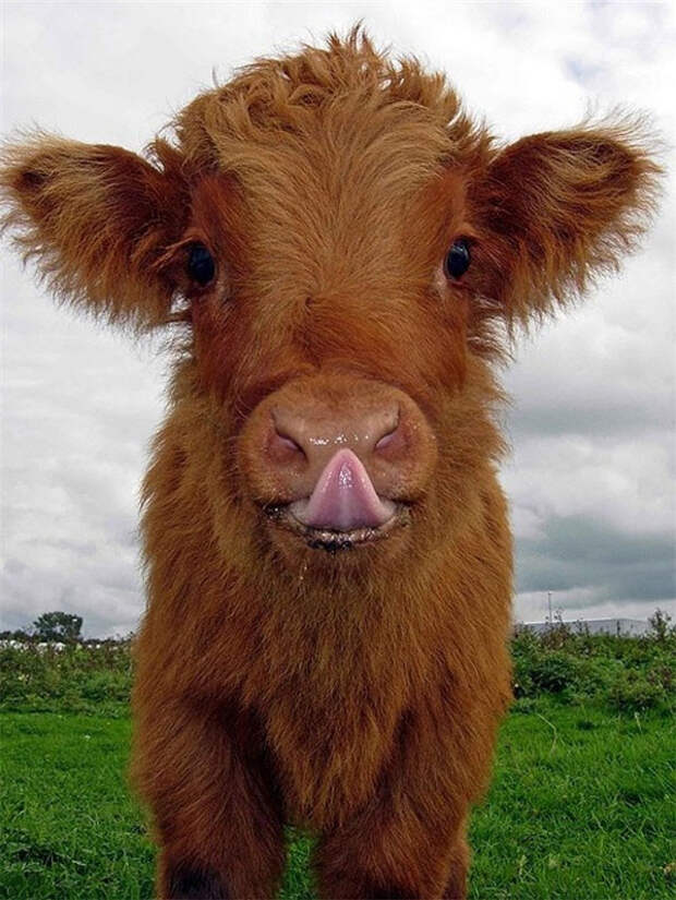 Улыбайся! животные, юмор